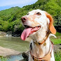 Adventure with dogs in Hyogo, Japan