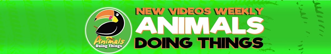 Animals Doing Things - Funny Animals Banner