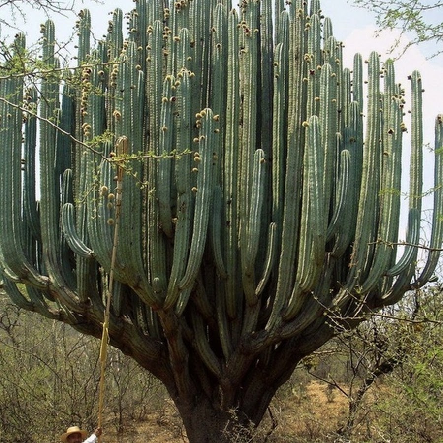 дерево в мексике