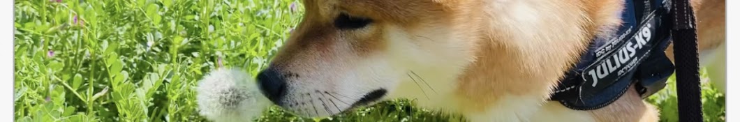 柴犬たんぽぽ  Shibainu