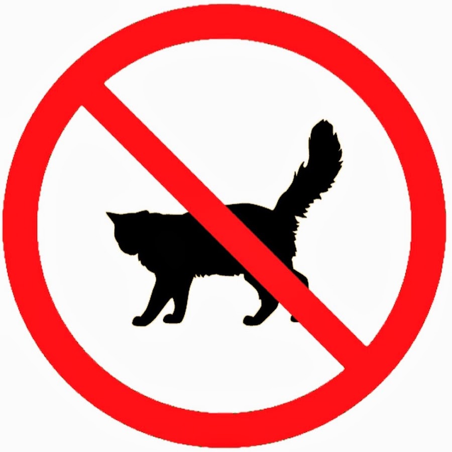 Кот запрещает