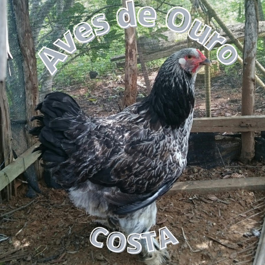 Aves de Ouro - Costa