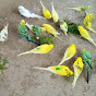 Colorful parrots