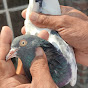 Ghazi Pigeon