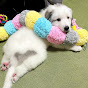 Doremi♀Great Pyrenees of Japan