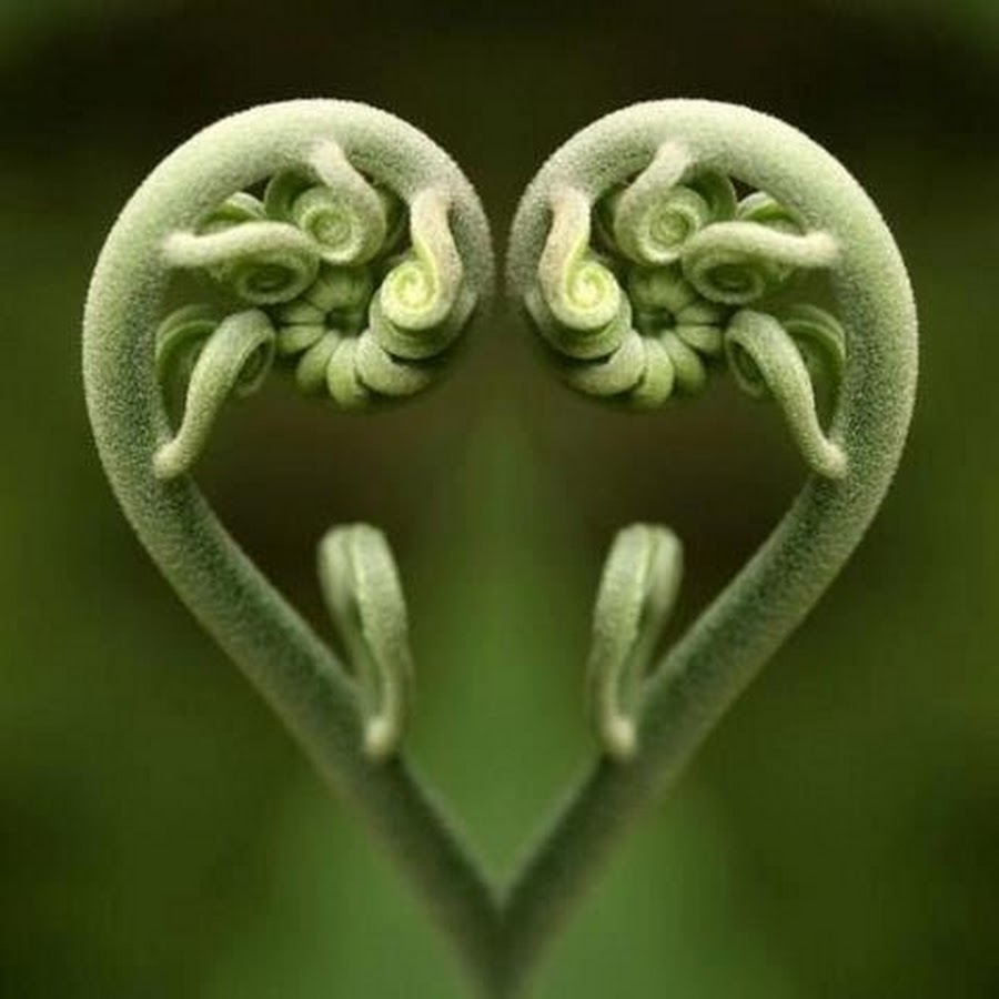 Растение в виде сердечка