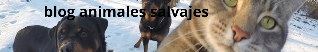 blog animales salvajes