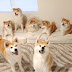 7 Akita Inu Family