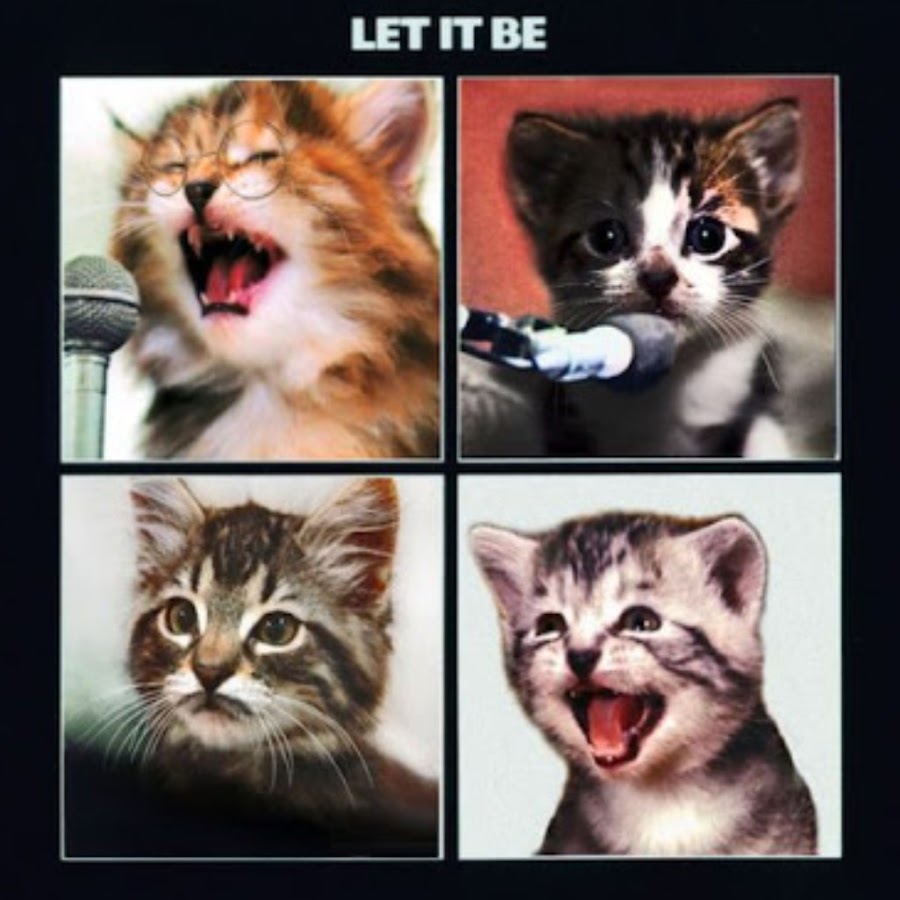Ис кот. Альбомы обложки котики. Обложка альбома с котом. Смешные котики на обложку профиля. Котики на обложках рок-групп.