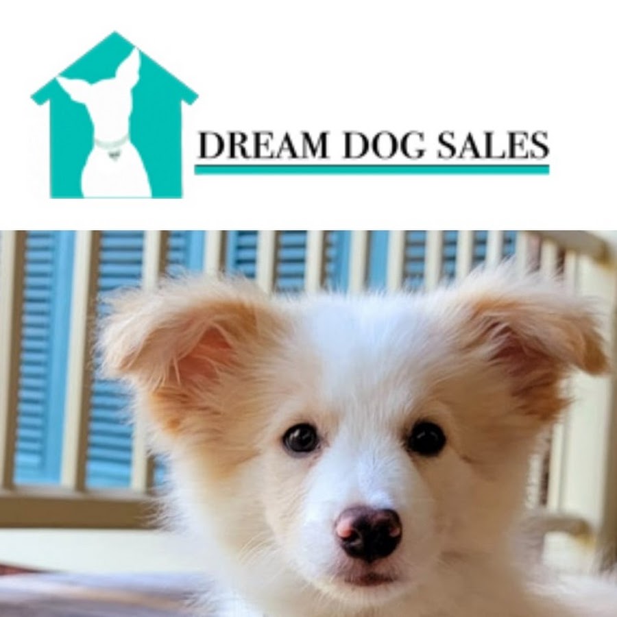 Dream Dog Sales
