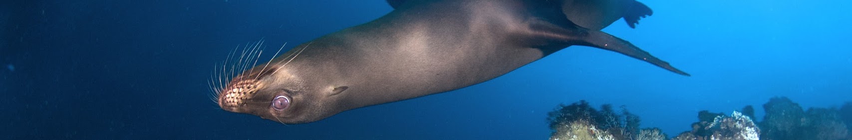 divetravelfi