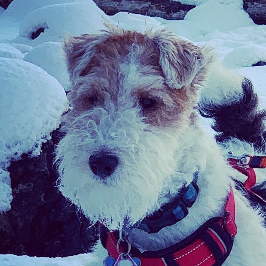 Skipper the Clever Wire Fox Terrier