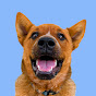 Winnie the Cattle Dog youtube avatar