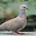 Spotted Dove