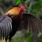 Khmer Red Junglefowl