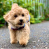 COCO Woof Channel / Maltipoo COCO