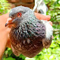 LUCKNOW KINGS PIGEON