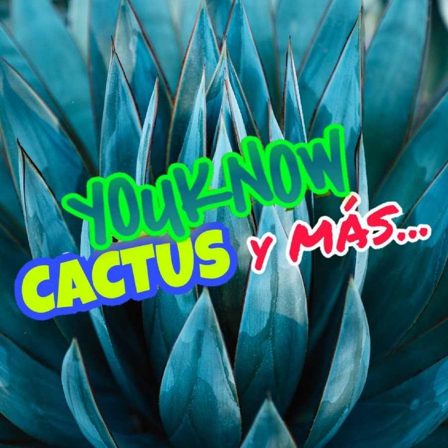 Ready go to ... https://youtube.com/@CactusYouknow [ YOUKNOW CACTUS Y MAS...]