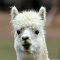 Happy Llama Stories