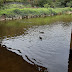 Anyangcheon Stream Duck 