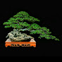 Hi Bonsai