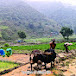 Routine Of Village Life Nepal🇳🇵