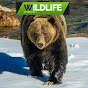 WildlifeOnVideo