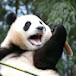 Hello Giant Panda