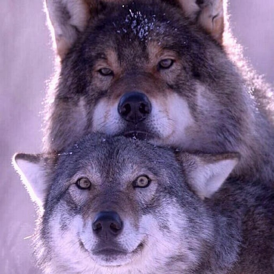 фото волка на аву для пацанов