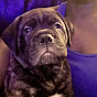 Samson the Bullmastiff