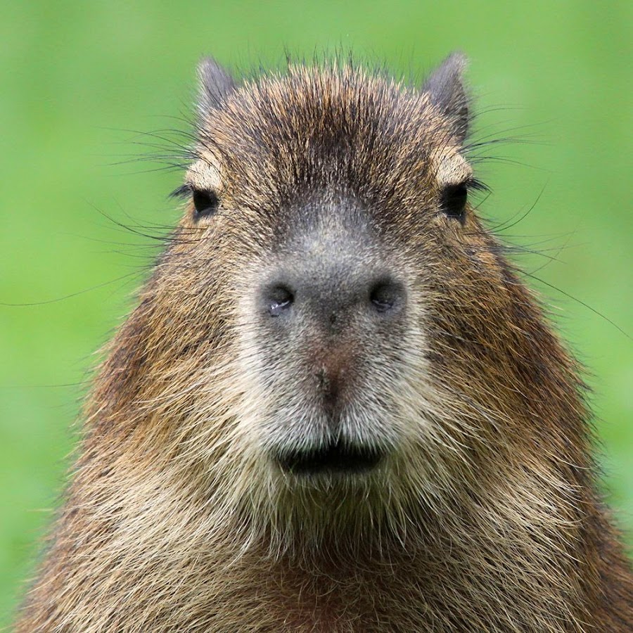 Capybara PABLO - YouTube