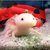  Axolotls and friends♡Usao and his lovely friends