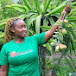 WAMBUGU APPLES WONDERFULHEAVEN ORCHARD 