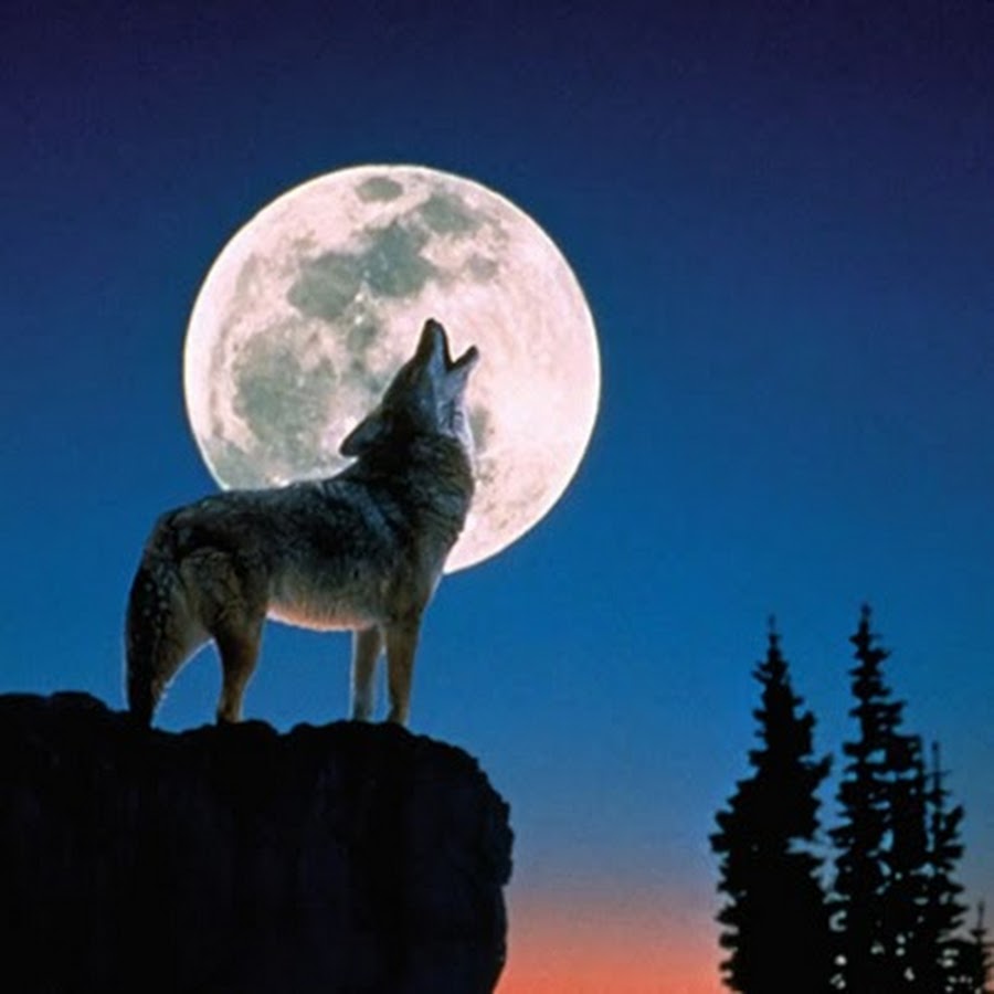 Вой волка на луну песня. Волк воет на луну. Волк и Луна. Лиса воет на луну. Воющий волк.