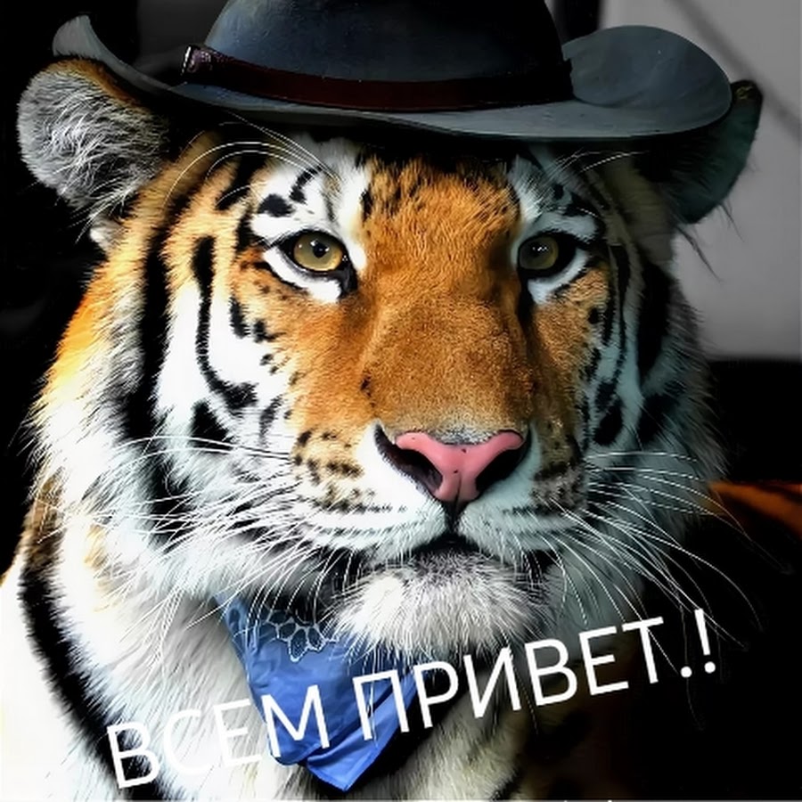 Мужчина рожденный тигр. Тигр в шляпе. Тигрица в шляпе. Прикольный тигр. Парень с тигром.