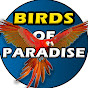 Birds of Paradise