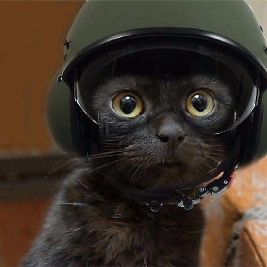 Кошка в шлеме