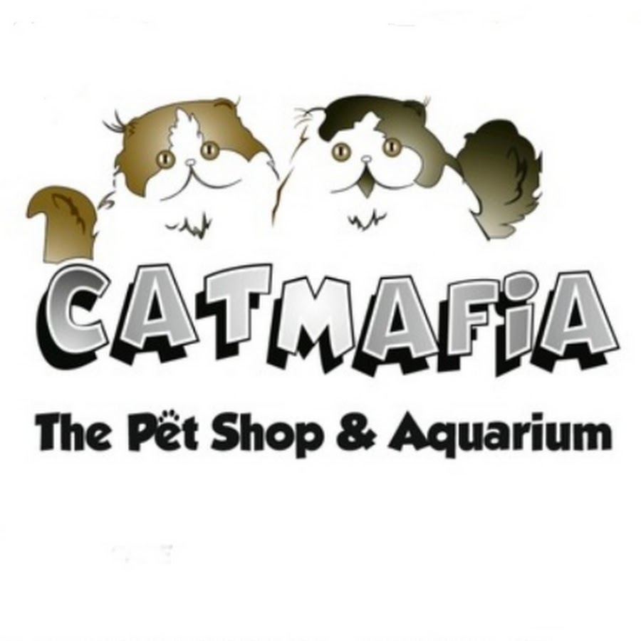 CAT MAFIA PET SHOP MUMBAI