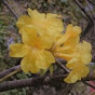 🏵️Flor de Guayacán🏵️