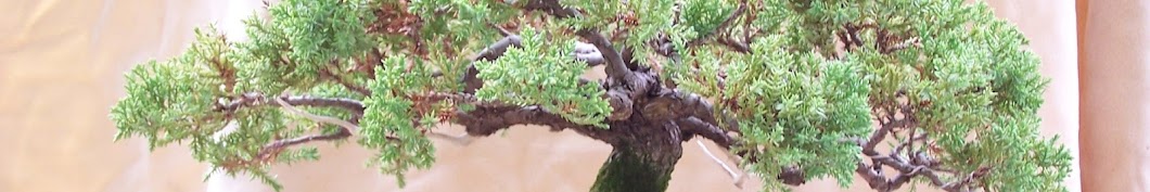 Sami's Bonsai