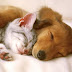 logo Pet Sleep Well