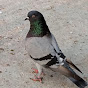 Rajshahi tumbler pigeon 