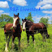 Trail and Buggy horses 