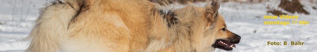 Eurasier Akari