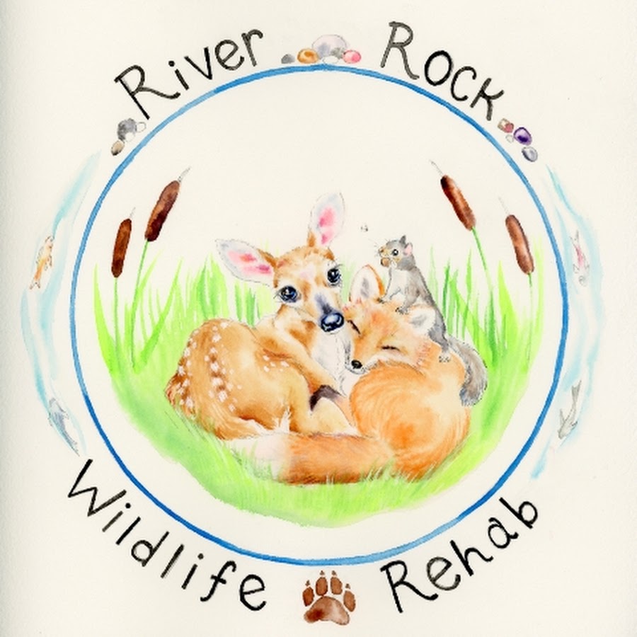 River Rock Wildlife Rehab #RRWR