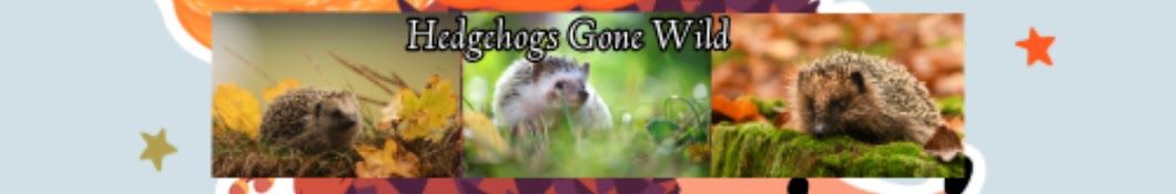 Hedgehogs Gone Wild