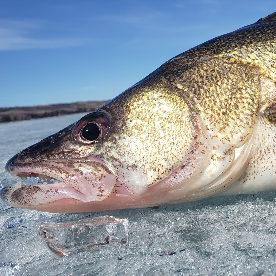 Walleye Slayer