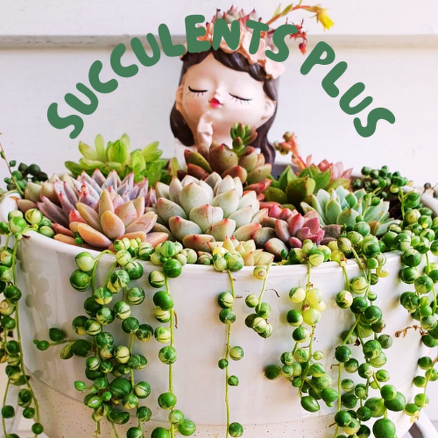 Succulents Plus