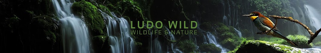 Ludo Wild