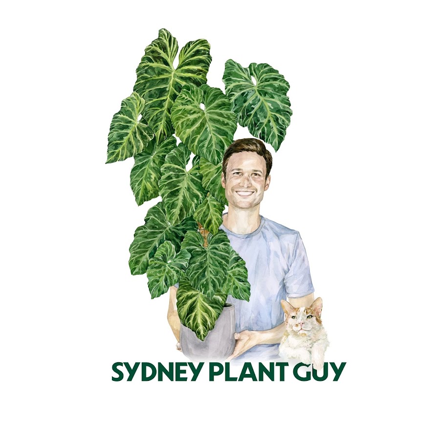 Sydney Plant Guy @sydneyplantguy